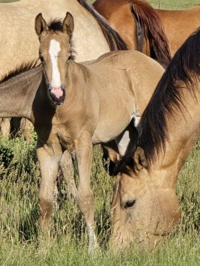 Whiskey Up Asia JW <BR>AQHA PENDING